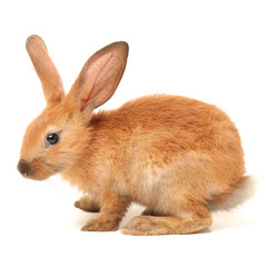 rabbits isolated on white background 