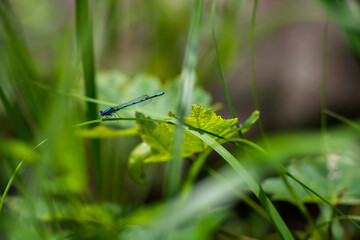 dragonfly on a blade