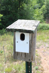 bird house in the forest