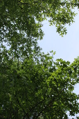 Obraz premium trees in the woods