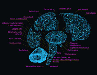 Wireframe of the human brain is disassembled into parts with the designation of the name of each segment of the brain. Vector illustration