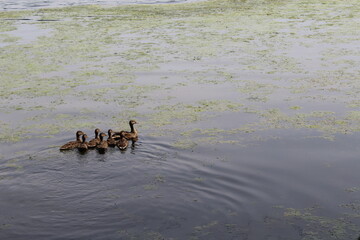 ducks on the beach