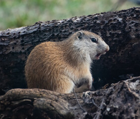 Franklin's ground squirrel