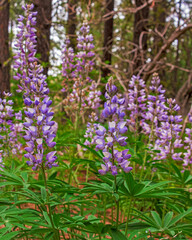 Wild lupine flowers blooming in the forest