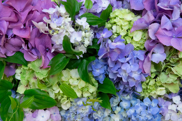 Hydrangea such as blue, purple, yellowish green