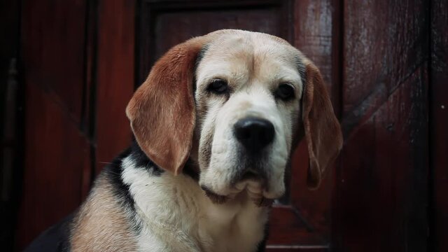 Elderly Beagle Dog looking up at Camera with Sleepy Eyes against a Door Background. Close Up. 4K Resolution.
