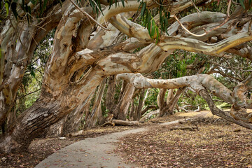 Eucalyptus grove in Santa Cruz, California