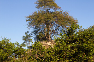 Kruger National Park: tree growing out of rock