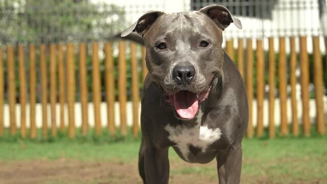 Pit bull dog playing in the park. The pitbull takes advantage of the sunny day to have fun. Dog place with green grass, and fence with wooden stakes. Toys like a ramp for him to exercise.