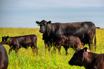 A black angus cow and calf graze on a green meadow. © nordroden