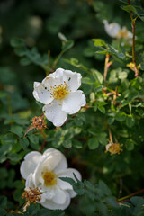 Blooming flowers of White Terry Rose Hip close-up. Beautiful natural flower.