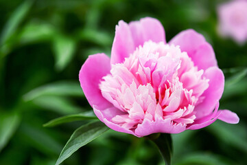 Blooming pink peony, close-up. Beautiful bud of flower in the garden, soft selective focus, copy space. Summer background.