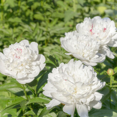 Flower petals of white peonies close-up. Beautiful lush natural flower.