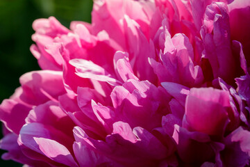 Flower petals of pink peonies close-up. Beautiful lush natural flower.