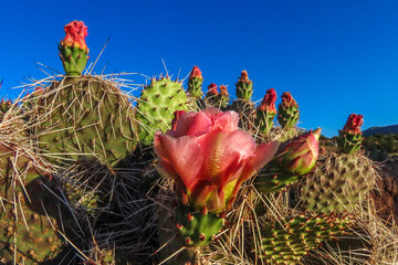 prickly pear cactus with red blossoms, blue sky