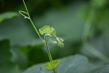 Close up of Chayote leaf