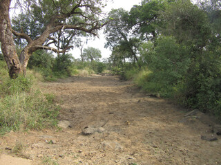 Fototapeta premium Kruger National Park: seasonal dry water course