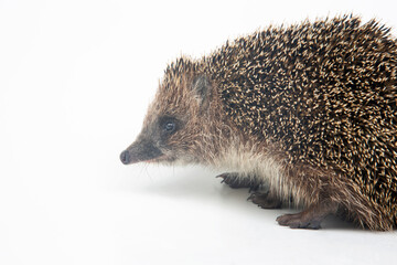 Erinaceus europaeus. Common European hedgehog on a white background