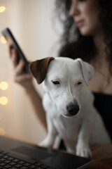 Modern freelancer woman playing with little cute dog working remotely on laptop Jack Russell Terrier
