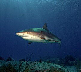 Fototapeta na wymiar Caribbean Reef Shark at Twilight