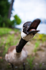 The Canada Goose Attacking © Toru