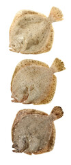 Psetta maxima (Turbot Fish) isolated on white background
