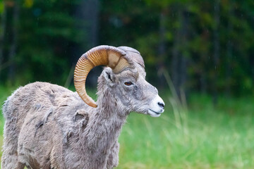Obraz premium BigHorn sheep at Ram Falls Provincial Park , Alberta Canada