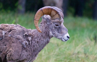 BigHorn sheep at Ram Falls Provincial Park , Alberta Canada