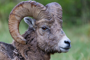 close up of a big horn sheep