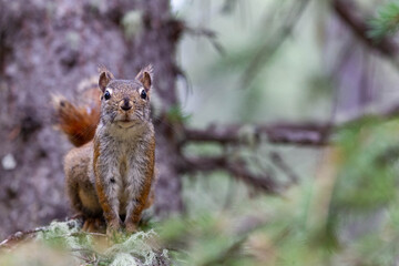 Curious squirrel