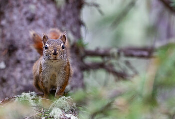 Curious squirrel