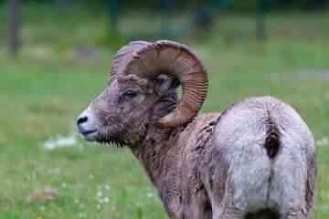 close up of a big horn sheep 