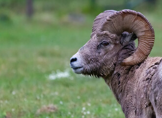 close up of a Big horn sheep