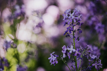 close up of purple wildflowers growing in the midwest