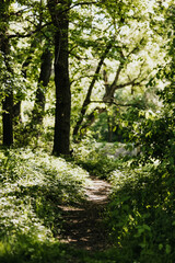 trees in the forest during the evening