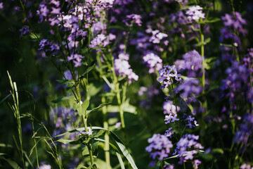Purple wildflowers growing in a field