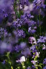 Close up of purple wildflowers in a field