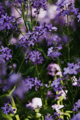 Close up of wildflowers in a field 