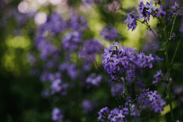 close up of purple wildflowers in a field