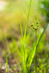 green grass close up