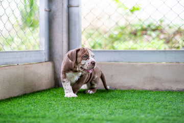 A cute brown and white pit bull, less than 1-month-old, walks on artificial grass on a dog farm. Prolific chubby puppies need lots of love and care.