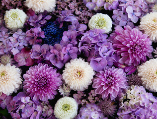 Hydrangeas, dahlias, mums. Flower arrangement of purple and white flowers.