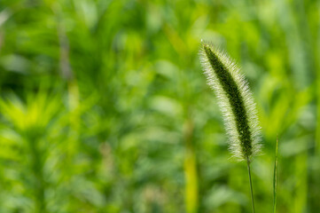 もふもふエノコロゴグサ