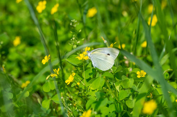 モンシロチョウのお散歩