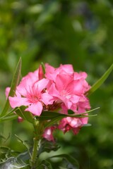 pink nerium oleander flower in nature garden