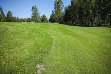 Obraz premium Green field against the background of forest and a blue sky.