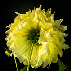 yellow dahlia flower