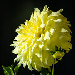yellow dahlia flower