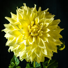 yellow dahlia flower