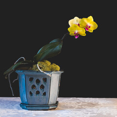 Still life of orchid in ornate pot